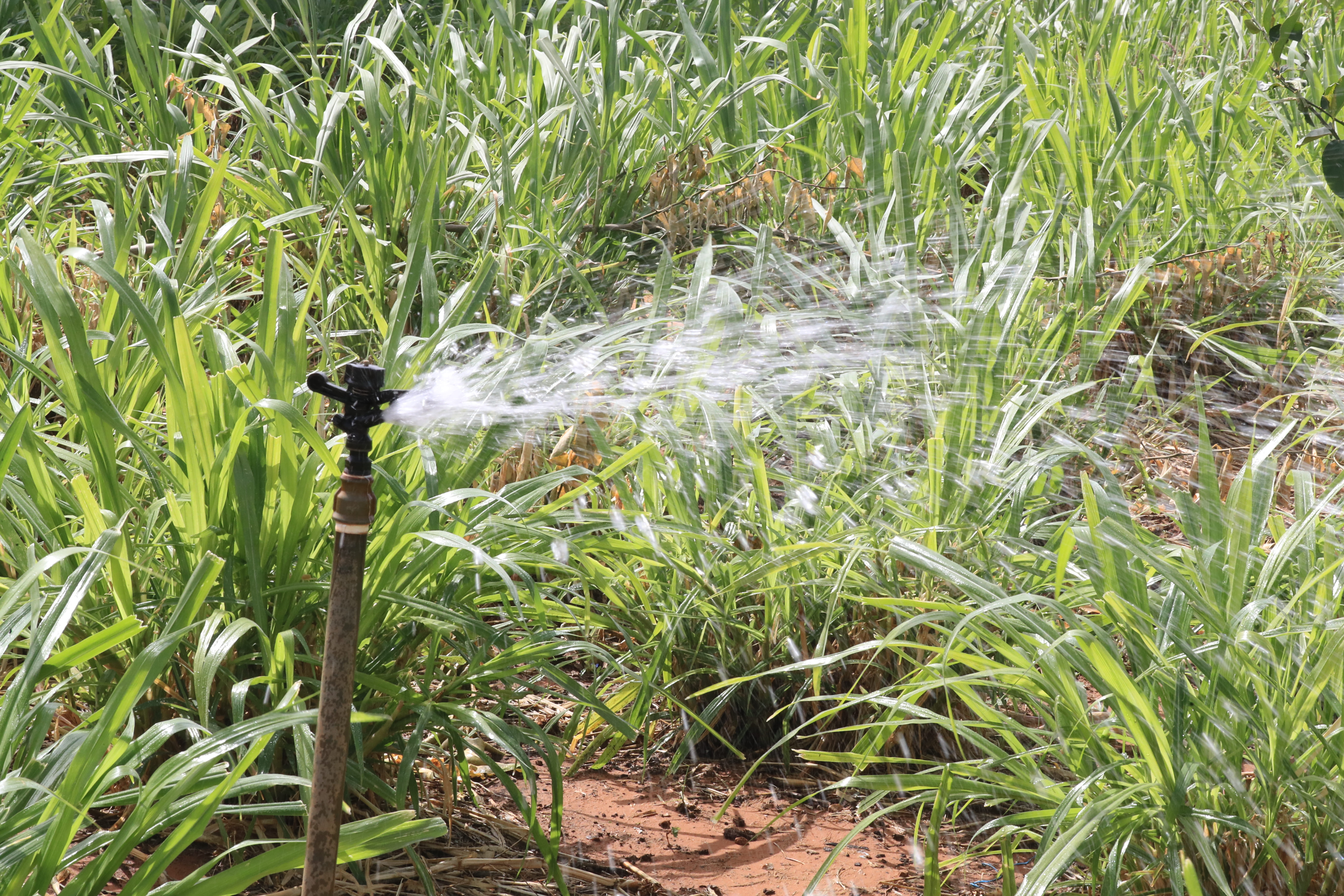 Cultures fourragères irriguées – ferme d'application Livestock Business School, Lampsar